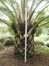 Deli x Nigeria (Variedad Premium) Las líneas paternas (pisífera) de esta variedad fueron desarrolladas en Nigeria por el NIFOR (Nigerian Institute for Oil Palm Research), e introducidas a Costa Rica
