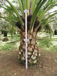 Deli x Ghana, de crecimiento vertical moderado (50-55 cm/año), produce racimos grandes (> 22 kg), cuyo contenido de aceite es alto (28-30%) y sus frutos son grandes (> g) y bien formados.
