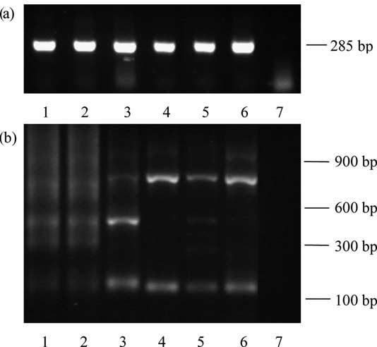 Copro-PCR para diagnóstico en hospedador definitivo dco1 Elemento Repetido G1 G2 G4 G5 G6