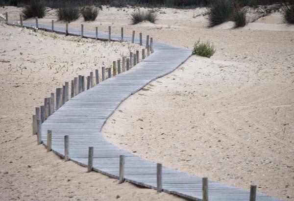 Descripción : Siguiendo el recorrido del sendero, observarás a la derecha amplios sistemas dunares, en un excelente estado de conservación, sobre los que se desarrolla una vegetación