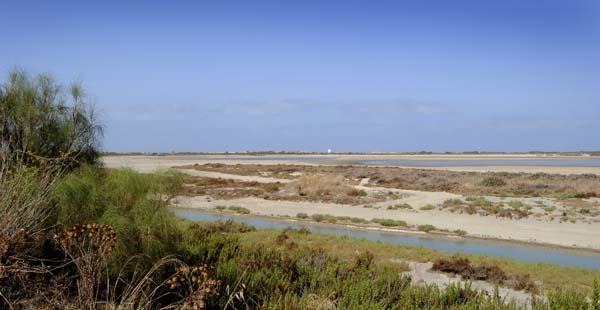 En invierno no es difícil observar grandes bandos de ánades silbones que, procedentes de tierras frías, encuentran en la Bahía de Cádiz una ambiente más acogedor.