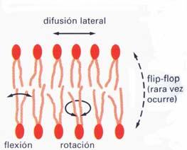 1. La membrana plasmàtica. La membrana plasmàtica és un embolcall continu que envolta la cèl lula i li confereix individualitat en separar-la del seu entorn.