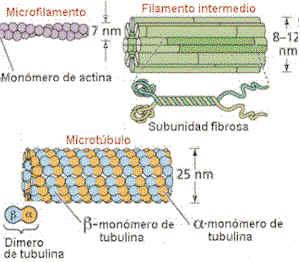 El citosol conté una gran quantitat de filaments proteics que li proporcionen una estructura interna complexa. El conjunt d aquests filaments constitueix el citoesquelet.