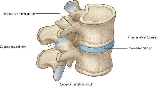 anfiartrosis: son articulaciones de escasa movilidad. Se caracterizan por la presencia de un disco fibroso, cartilaginoso o menisco interarticular o bien, por fuertes ligamentos interóseos. P.e. articulaciones sacroiliacas, articulaciones intervertebrales,.