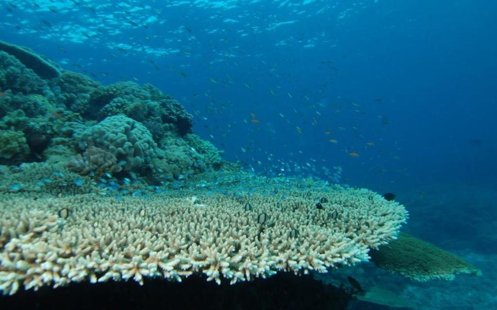 Avances CORALES EN COLOMBIA Ley 1450 de 2011 Por la cual se expide el Plan Nacional de Desarrollo, 2010-2014 Artículo 207. Conservación de ecosistemas de arrecifes de coral.