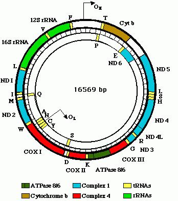 región génica (gen mitocondrial de la Citocromo c Oxidasa I = COI), en todas las