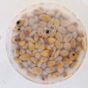 Objetivo: validar la tecnología de escarificación química en la germinación de semillas de Poncirus trifoliata CT 33.