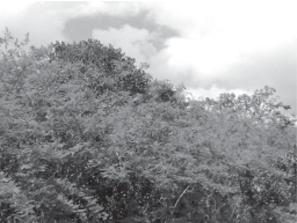 pentantha y Jacquemontia verticillata. Estas especies utilizan como soporte los troncos y ramas de árboles y arbustos.