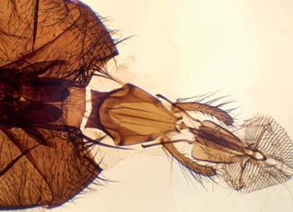 m. 30491073 Pata insecto polinizador, m.e. / Insect pollinating leg, w.m. 30494026 Tetranychus telarius (arañuela roja común), m.e. / Tetranychus telarius, w.m. 30494027 Ojo compuesto de insecto, m.e. / Insect compound eye, w.