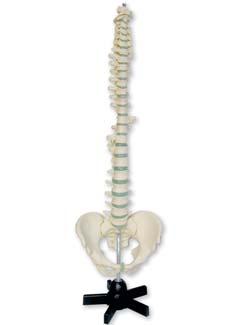 MATERIAL DIDÁCTICO, MODELOS DIDACTIC MATERIAL, EDUCATIVE MODELS 177 ESQUELETO Y COLUMNA VERTEBRAL SKELETON AND VERTEBRAL COLUMN Modelo de esqueleto Skeleton model 1 A tamaño real con los distintos