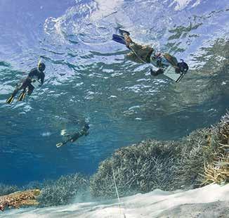 CIENCIA Y MONITOREO Tanto la ciencia como el monitoreo son primordiales para evaluar el estado de los arrecifes de coral, el éxito de la administración y acciones para la conservación así como el