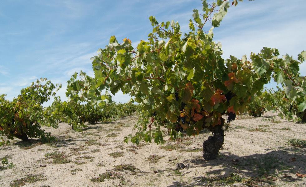 DEJAR HABLAR AL TERRUÑO La tierra es el principio básico sobre el que se sustenta la filosofía vitivinícola de Leda. Un terruño viejo y sabio al que dejar hablar y expresarse a través del vino.