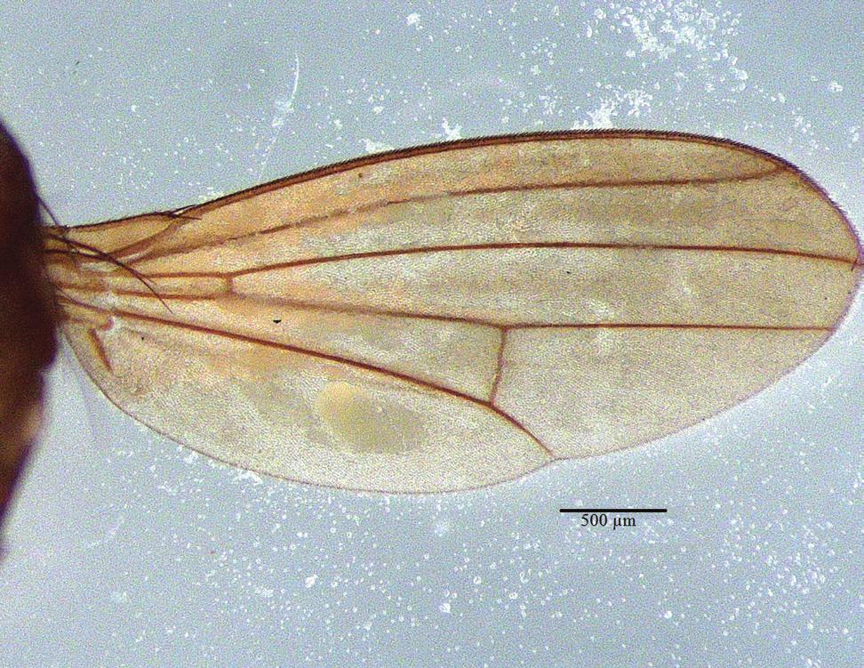 Redescripción de Drosophila ogradi y descripción de una especie... 161 14 15 16 17 18 19 Figs 14-19. Alas. 14, D.