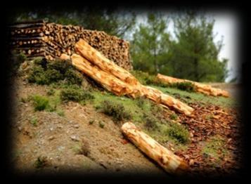 La desaparición del bosque preocupa por muchas razones: pérdida de biodiversidad, impactos en los medios de vida rurales, daños a servicios de ecosistemas como el aprovisionamiento de agua etc.