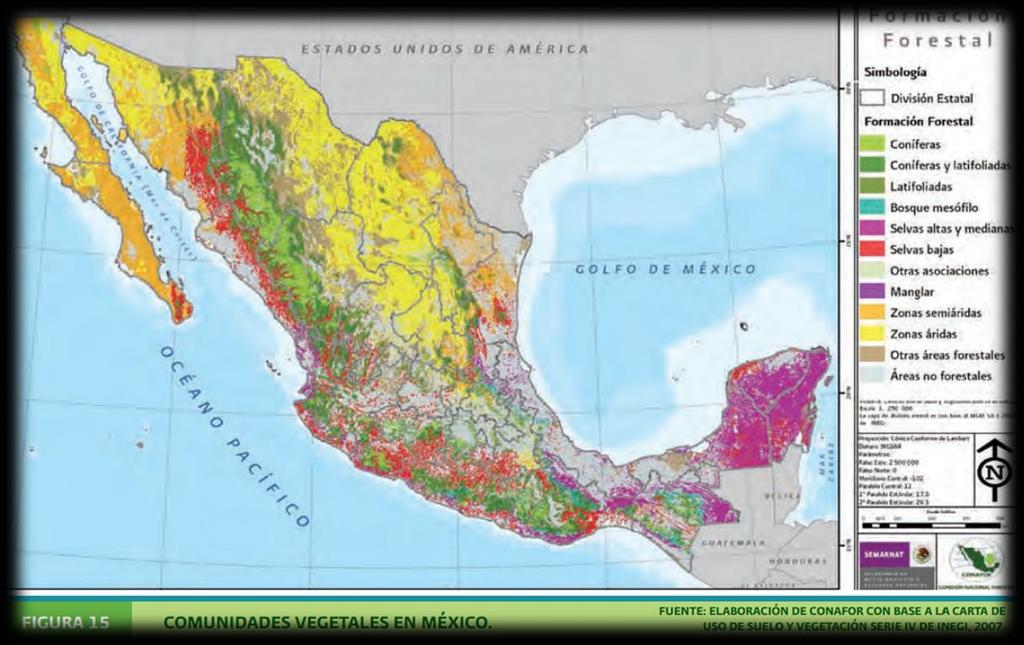 CARACTERÍSTICAS FORESTALES DE MÉXICO De la superficie total del territorio nacional poco más de 138 millones de hectáreas están cubiertas por vegetación forestal (aproximadamente 67%, incluyendo