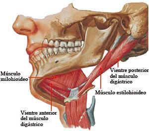 Figura Nº 4: Inervación del musculo milohioideo que forma el piso de la boca. 2.2.18.7. Geniohioideo. Fuente: www.actaodontologica.
