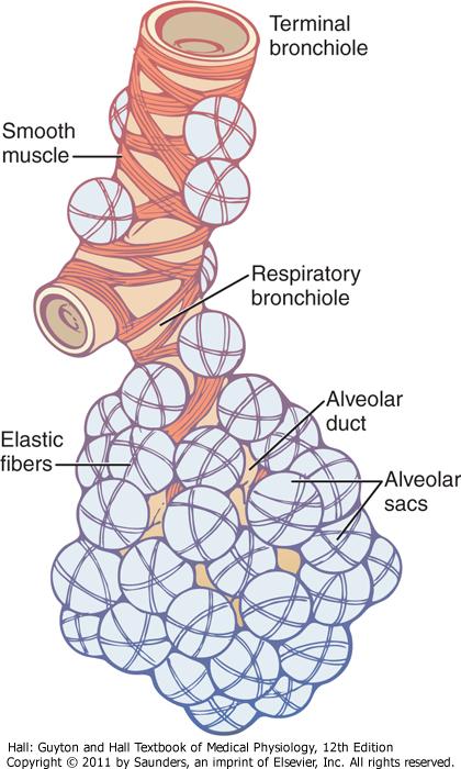 Bronquiolos respiratorio.