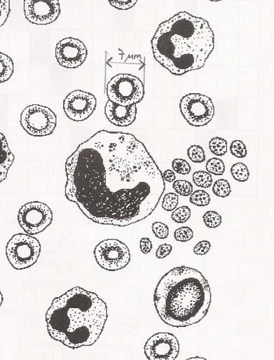 eritròcits leucòcits trombòcits (Crusellas et al. Nutrició Humana. El medi intern. Ed La Magrana, Barcelona 1992) 8.