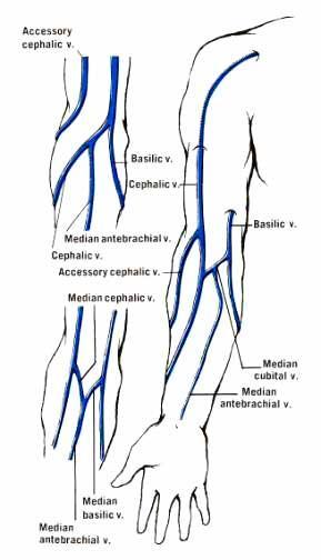 Estudio venoso Determinamos la anatomía de las venas medianas en la fosa antecubital. Las más comunes: - Conexión en Y entre las venas cefálica y basílica.