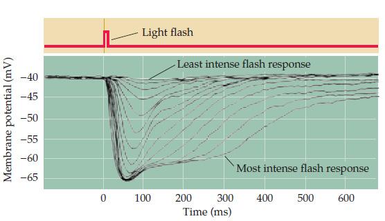 Relación entre intensidad de la luz y potencial de membrana del fotorreceptor Liberación de glutamato OSCURIDAD LUZ INTENSA Respuesta al flash