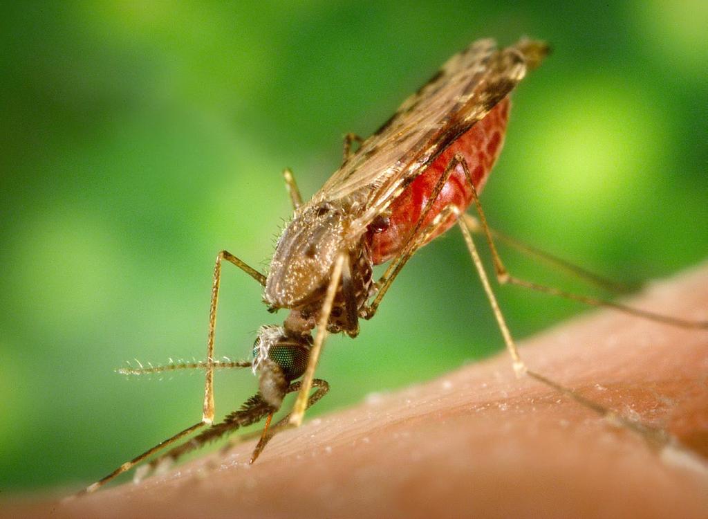 Control de plagas James Gathany, CDC / Wikimedia Commons Los insectos modificados podrían proteger cosechas y prevenir la propagación de enfermedades.