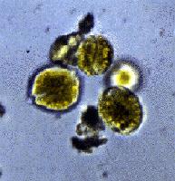 3 Resultats de la Vigilància de proliferacions algals a les Zones amb Risc Al 2016, els organismes més abundants han estat les dinoflagel lades Alexandrium taylori, els organismes del grup dels