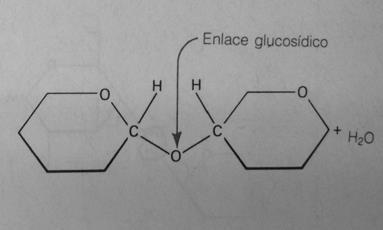 5. Enlace glucosídico Los disacáridos se forman por una reacción de condensación, este forma un enlace glucosídico o acetal este enlace es muy estable pues no reacciona con bases y solo