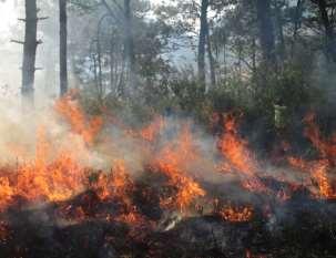 26 de Febrero del Municipio de Tepic El Gobierno de la Gente, a través de la comisión Forestal de Nayarit, acudió a combatir un conato de incendio en el Ejido el Molino
