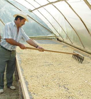 Mejorar la calidad del café desde la finca La FNC viene promoviendo con los Comités Departamentales, las gobernaciones y las alcaldías la adopción por parte de los caficultores de mejores prácticas