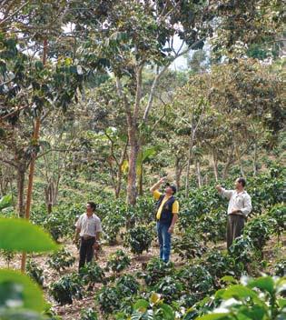 Liderar iniciativas que generen un impacto positivo en el medio ambiente El Programa Silvicultura como Alternativa de Producción en la Zona Cafetera está dirigido a contribuir a la estabilización del