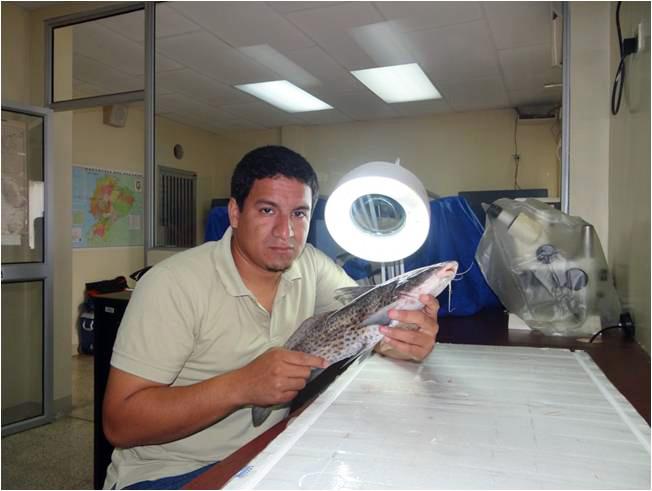 Semblanzas Ictiológicas Iberoamericanas Enrique Daniel Laaz Moncayo Enrique Laaz identificando un bagre amazónico en el laboratorio del Instituto Nacional de Pesca (INP), Guayaquil, provincia de