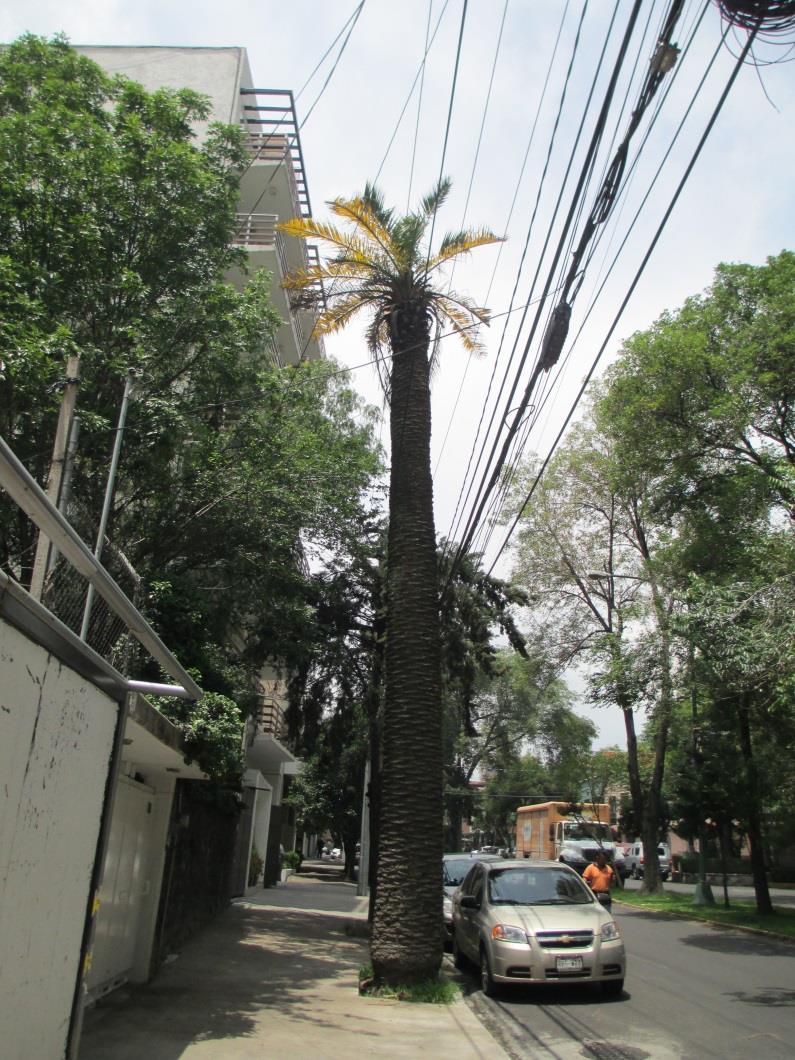 Palma plantada