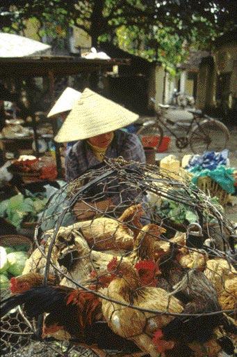 qen los mercados de Asia se venden los Foto: FAO territorio a la especie humana, porque, agresivos en las aves, también tienen la potencialidad de infectarnos y causarnos una enfermedad que puede