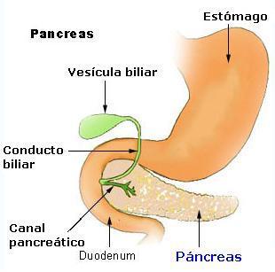 El páncreas es la glándula abdominal y se localiza detrás del estómago; este posee jugo que contribuye a la digestión, y que produce también una secreción hormonal interna de insulina.