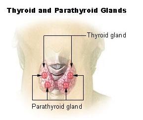 Las glándulas paratiroides producen la hormona paratiroidea, que interviene en la regulación de los niveles de calcio en la sangre.
