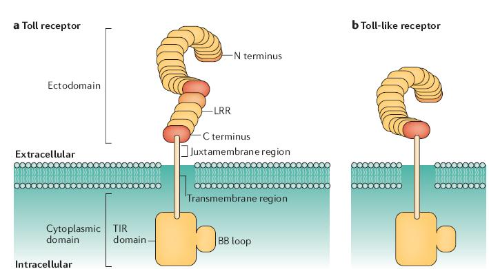 TLR s: Toll like receptors Toll receptor en Drosophila y Toll