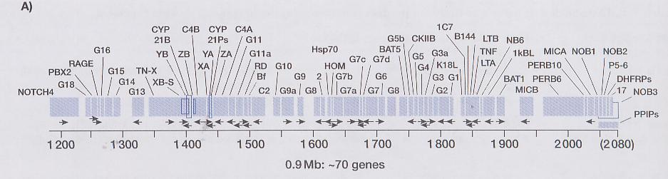 d. Genes bidireccionales / superpuestos / dentro de genes/ policistronicos No son comunes Son muy cercanos d.1.