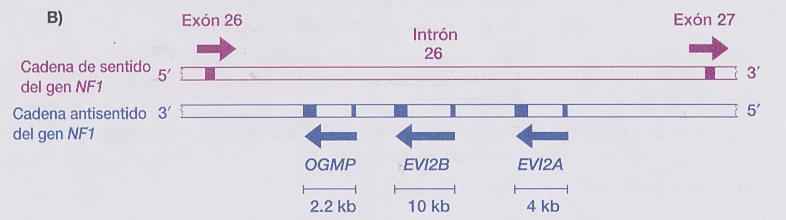d.3. Genes dentro de genes Localizados dentro de otros genes snorna en genes de proteínas