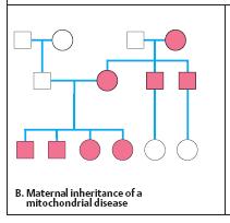 GENETICA MITOCONDRIAL A.