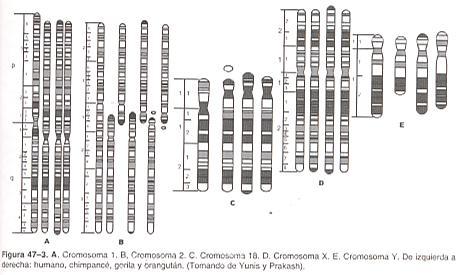 De mono al hombre Fusión del cromosoma 2p y 2q reduce de 24 a 23 pares de Cromosomas C1 C2