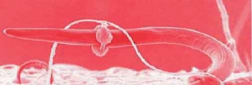 Acción del hospedador sobre los nematodos Cómo 37 resisten?