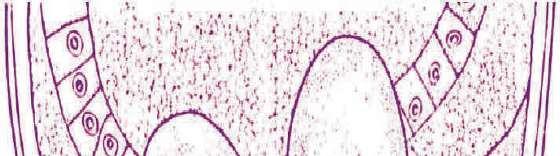 oxidación de los polifenoles de la cutícula Hembra madura Quiste Hembra
