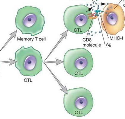 Células de memoria IL-12