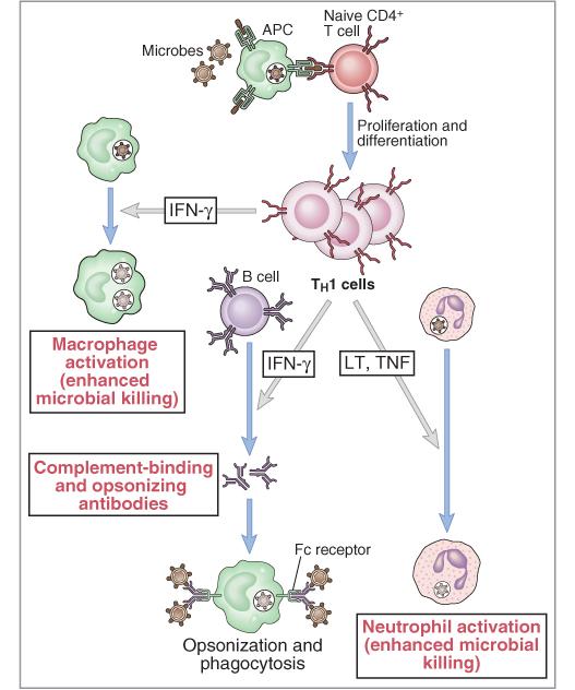 microorganismos CPA LT CD4+ (Th0) Funciones del Th1: IL-12 Proliferación y diferenciación Activación de Macrófagos (Mφ) y Neutrófilos Activación de MΦ (aumenta potencial microbicida) Opsonización
