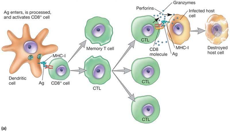 Selección clonal y diferenciación de LT citotóxicos Células de memoria Cél.