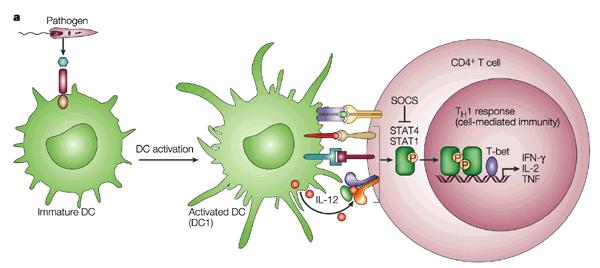 Activación de LTh1 colaborador en el linfonódulo Patógeno RPP Activación de cél.