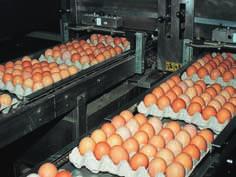 Huevos El valor de la producción española de huevos supuso en 2008 el 6,3% de la producción final animal y el 2,5% de la rama agraria. En total, el sector de los huevos aportó a la producción final 1.