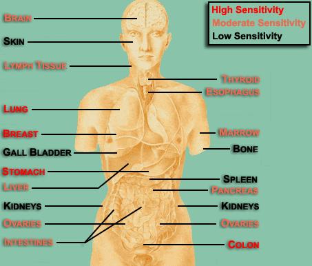Dosis efectiva y factores de peso por órganos E = Sw T *H T En exploraciones RXD sólo ciertas partes del cuerpo son irradiadas, y todos los órganos no