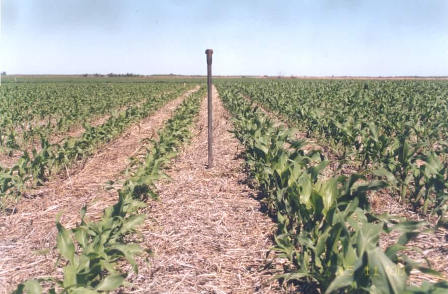 Fósforo en maíz Recopilado de información de 56 ensayos de Región Pampeana INTA, FA-UBA y CREA Sur de Santa Fe (1997-2008) Respuesta (kg maíz/kg P) 100 80 60 40 20 Sin P