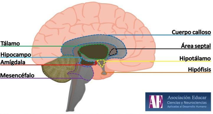 El hipocampo, desempeña las funciones en la memoria y el manejo de contexto. Forma como dos curvas, que van hasta la amígdala.